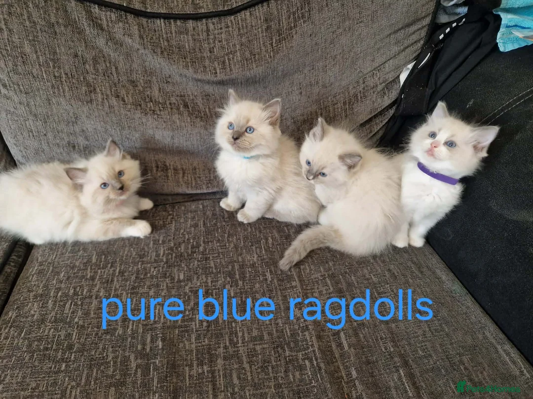 Ragdoll cats for sale: PURE BLUE RAGDOLL KITTENS - Advert 2