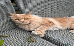 Maine Coon cats for stud: Maine Coon Stud: Clear for all genetic diseases in Peterborough - Image 2