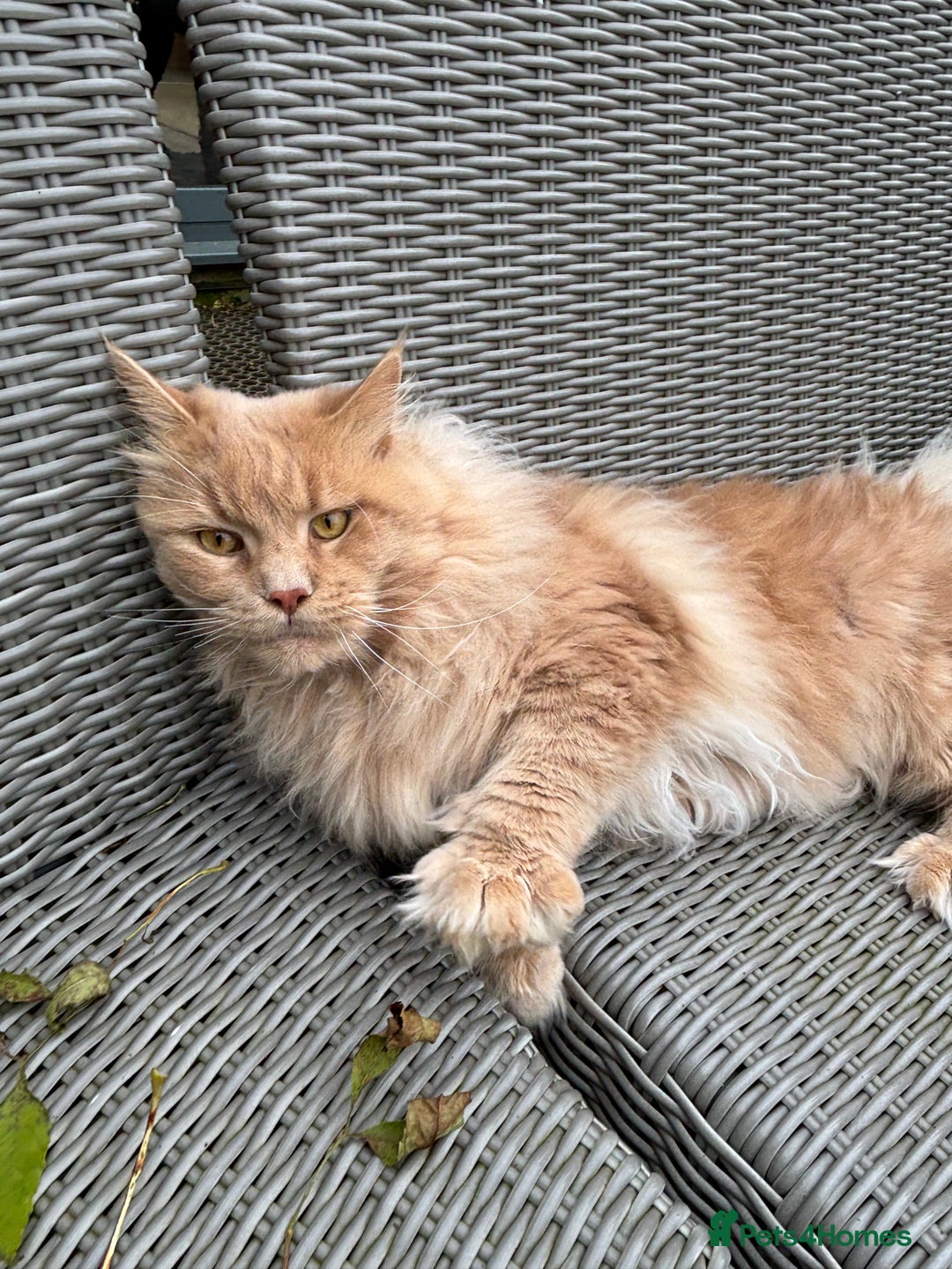 Maine Coon cats for stud: Maine Coon Stud: Clear for all genetic diseases in Peterborough - Image 2