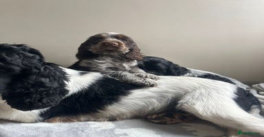 Cocker Spaniel dogs - Advert 10