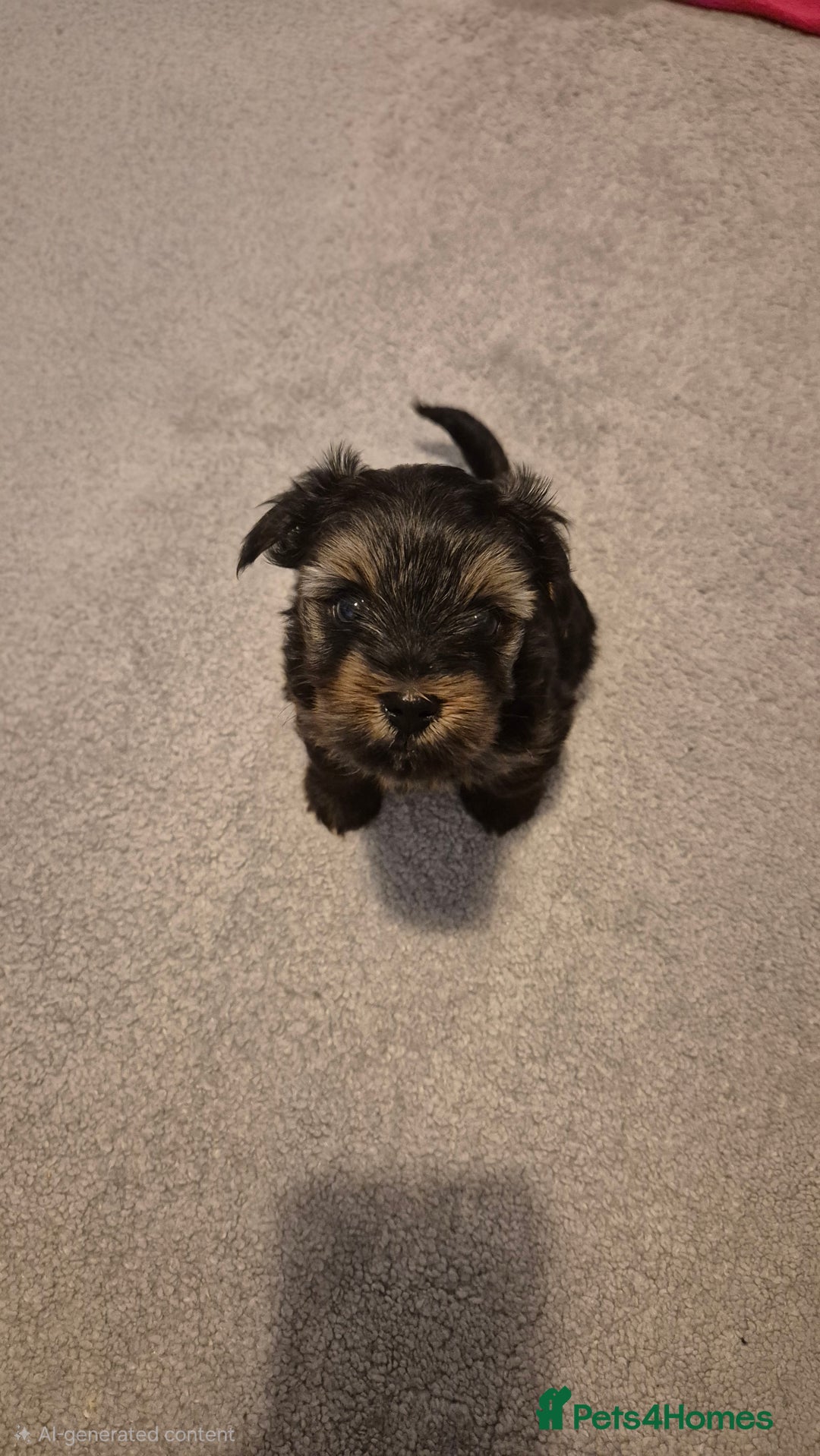 Yorkshire Terrier dogs for sale: Adorable Female Yorkie Puppy Looking for a Home 🌸 - Advert 7