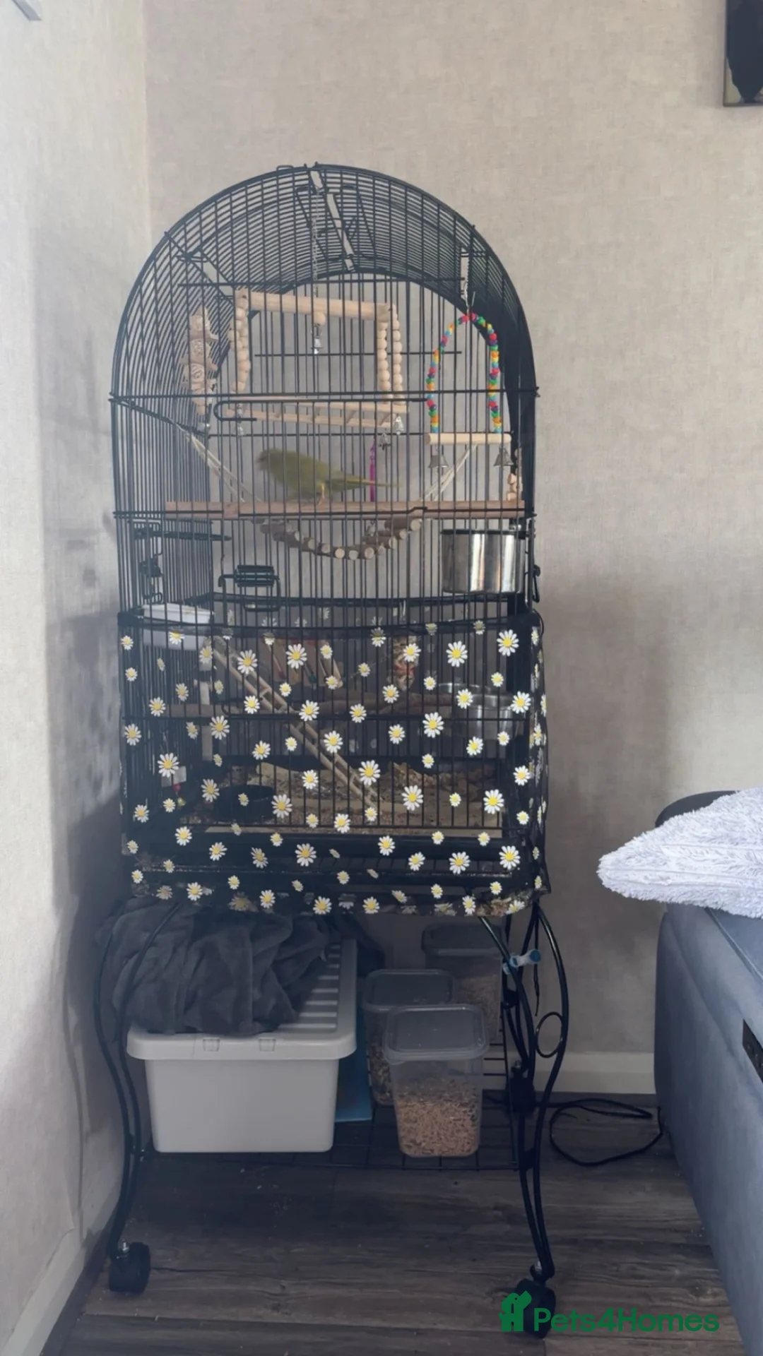 Parakeets birds for sale: parakeet parrot  in Wakefield - Advert 3