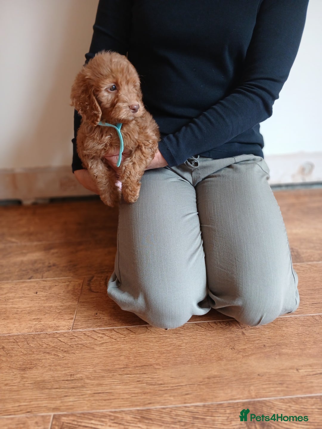 Cockapoo dogs for sale: Cockapoo puppies  - Image 4