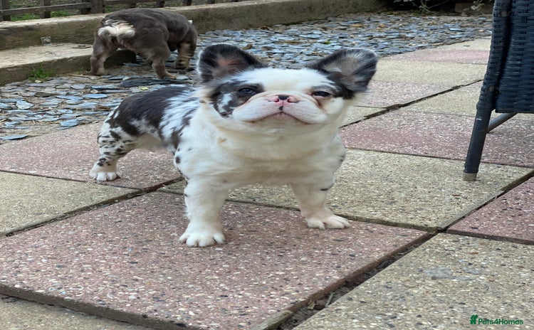 French Bulldog dogs - Advert 4