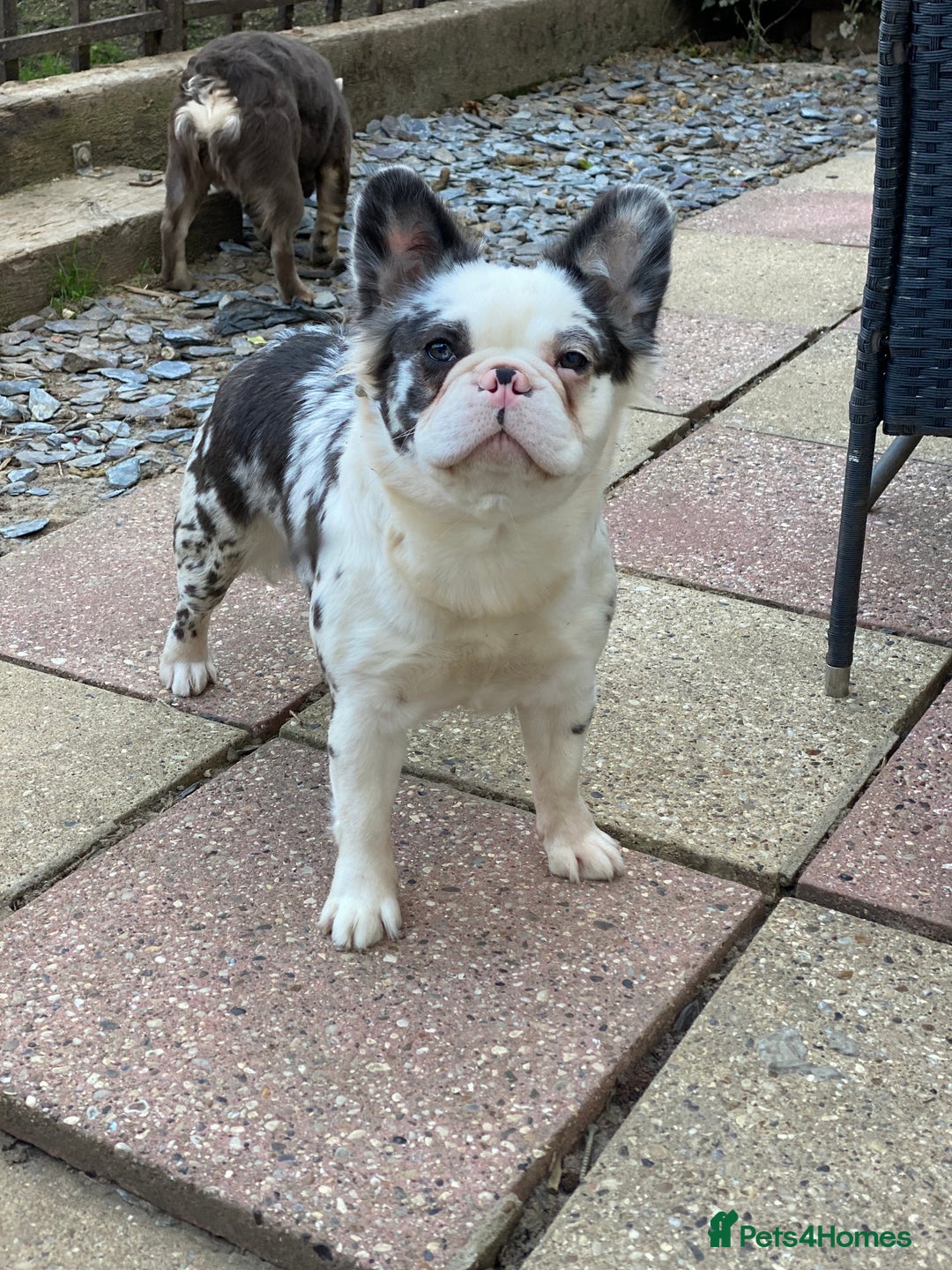 French Bulldog dogs for sale: Fluffy koi french bulldog  - Image 1