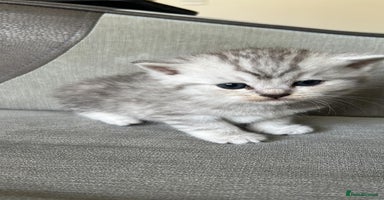 Scottish Fold cats - Advert 1