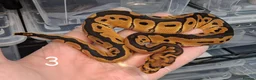 Python Snake reptiles for sale: Hatchling Royal Python's Females  - Advert 8