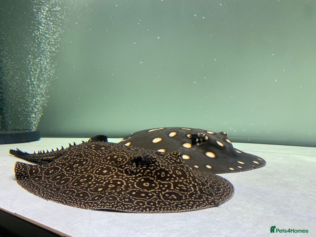 Other/Mixed Breed fish Fresh water stingray pair  - Advert 1