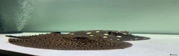 Other/Mixed Breed fish for sale: Fresh water stingray pair  in Weston-super-Mare - Advert 1