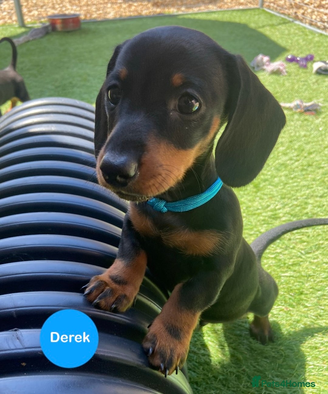 Miniature Dachshund dogs for sale: READY NOW Miniature Dachshund Smooth KC Boys - Image 1
