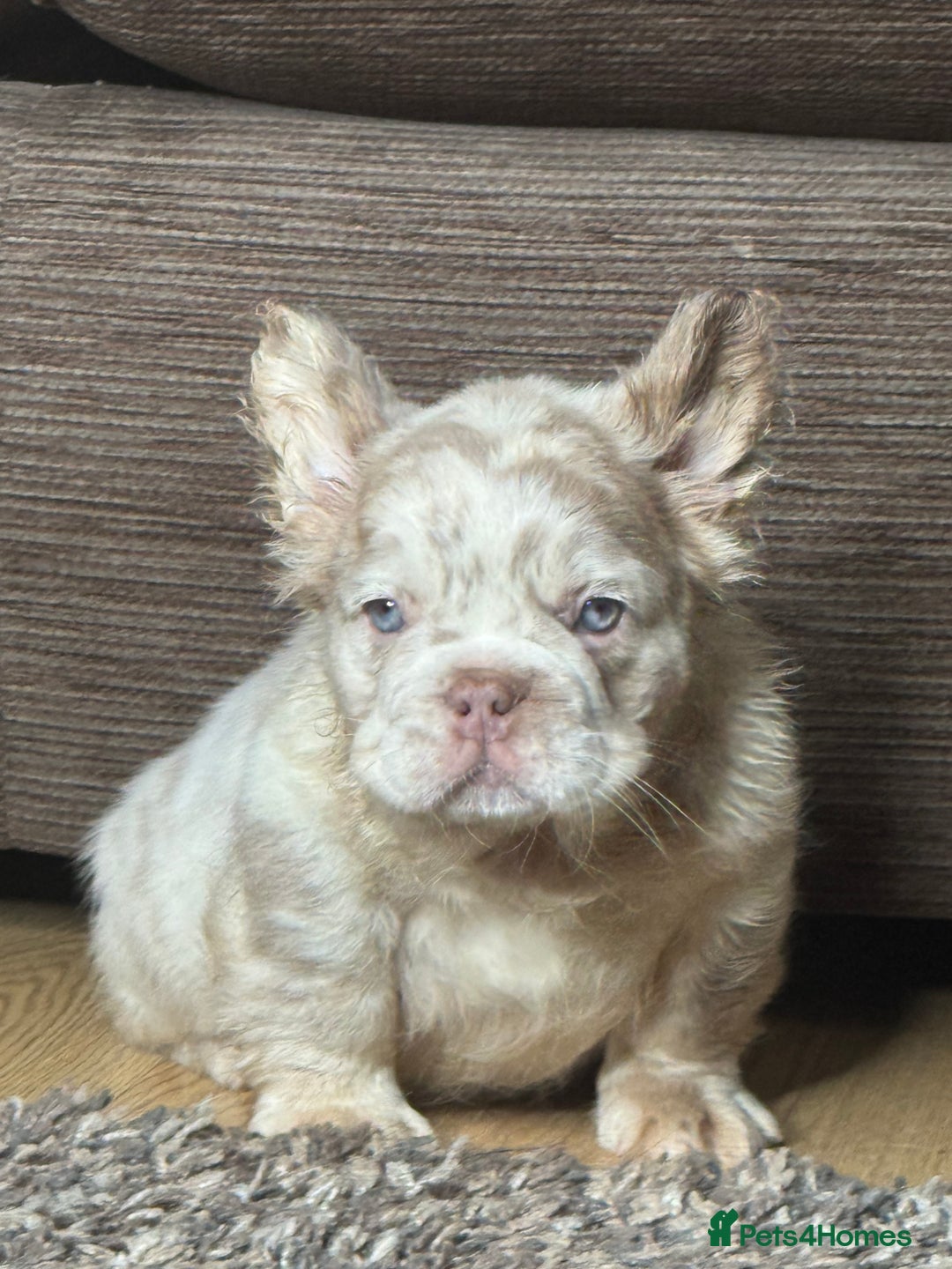French Bulldog dogs for sale: Unique French bulldog pups - Advert 2