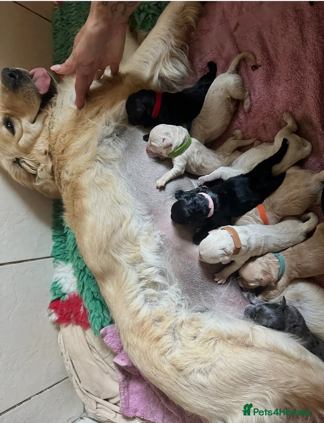 Mini Goldendoodle dogs for sale: Stunning Merle, Red & Back Mini Golden Doodles - Advert 18