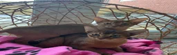 Abyssinian cats for sale: 2 Abyssinian Tica kittens girls  - Advert 19