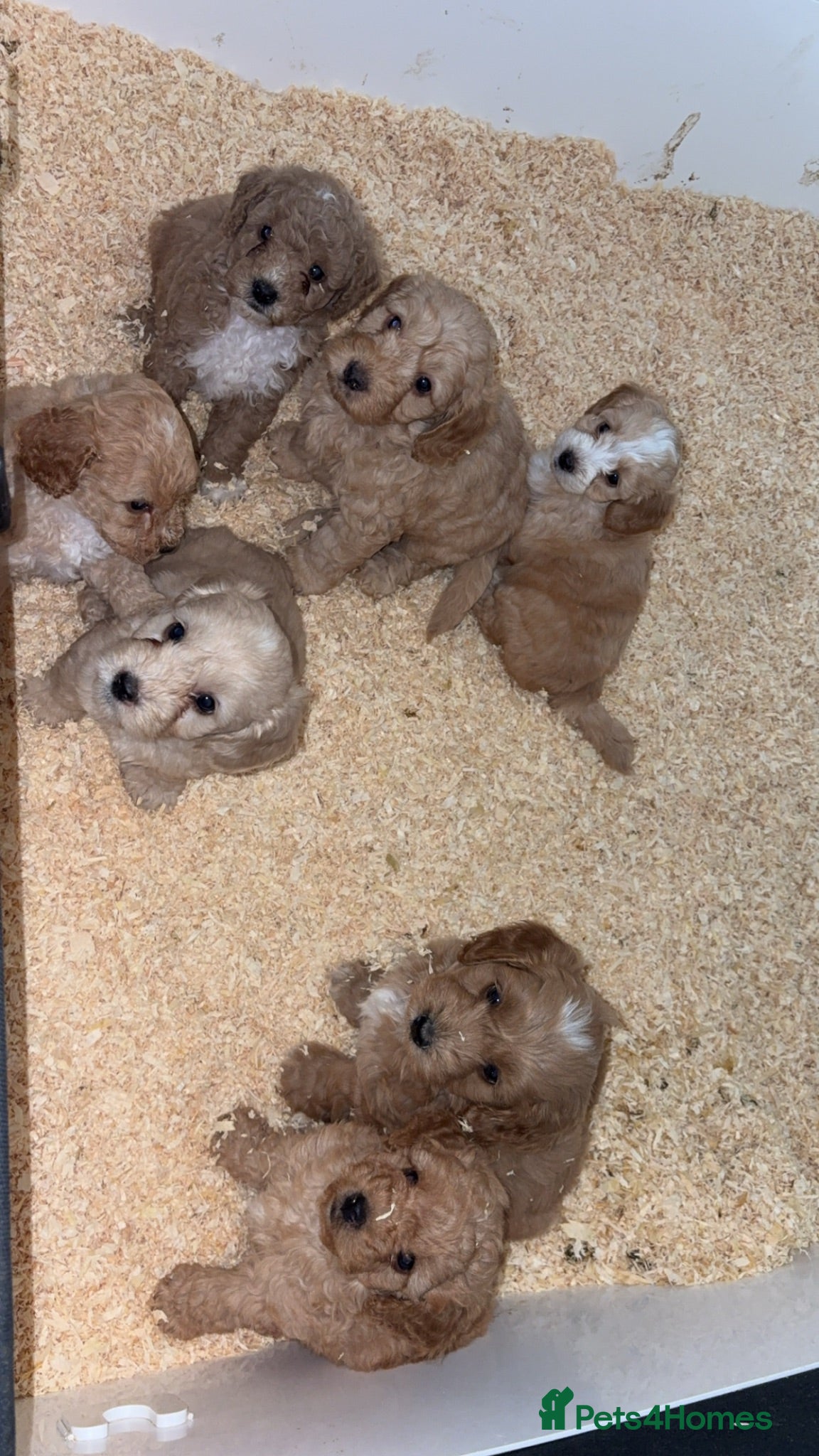 Cockapoo dogs F2 cockapoos  - Advert 1