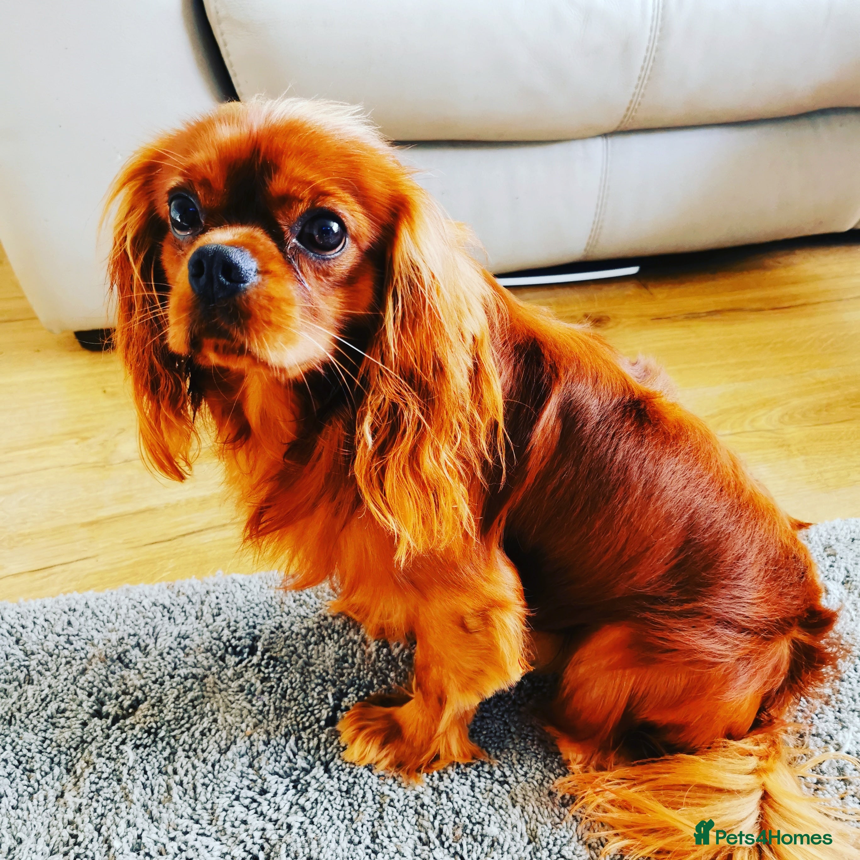 Cavalier King Charles Spaniel dogs 3 cavalier king charles available for stud in Sheffield - Advert 3