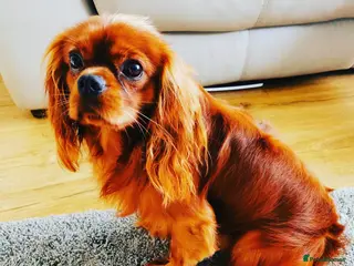 Cavalier King Charles Spaniel dogs 3 cavalier king charles available for stud in Sheffield - Advert 2