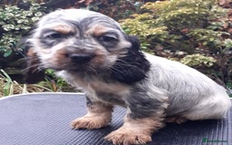 Cocker Spaniel dogs for sale: Adorable KC show cocker spaniels - Advert 6