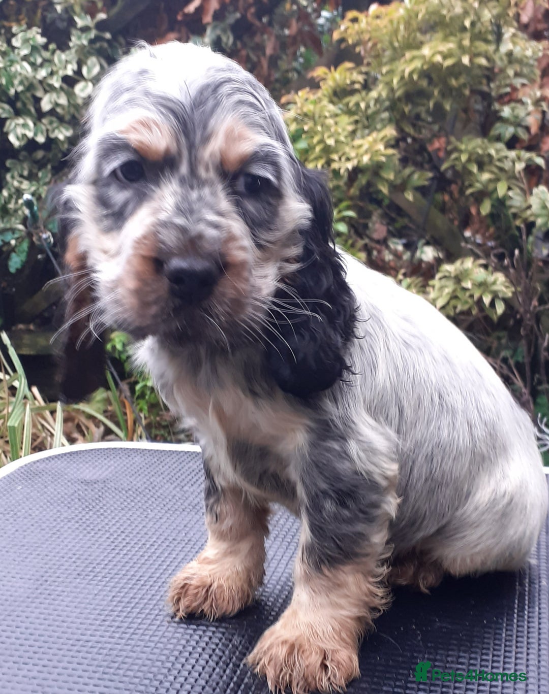 Cocker Spaniel dogs for sale: Adorable KC show cocker spaniels - Advert 6