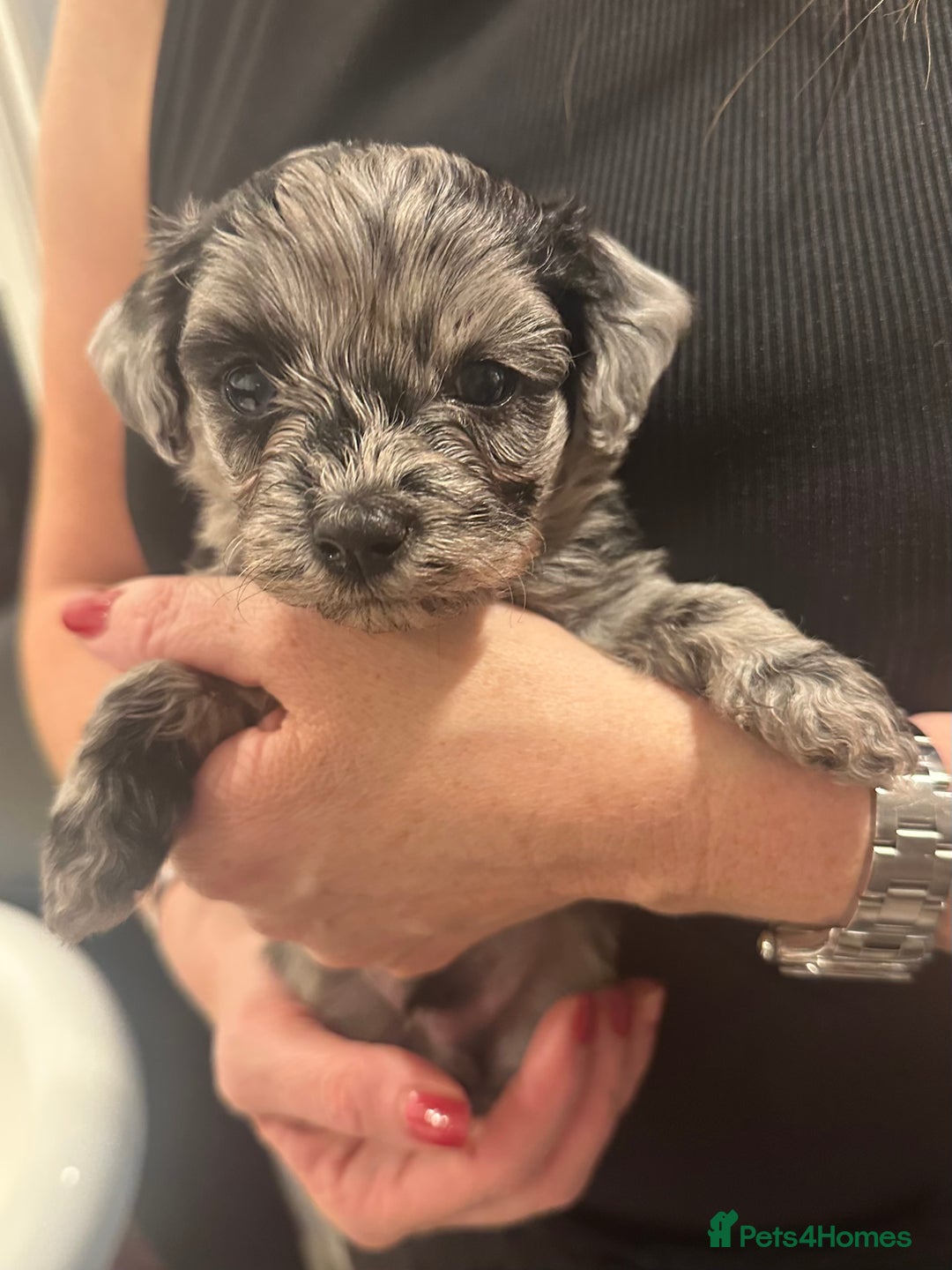 Maltipoo dogs for sale: Maltipoo rare merle colours  - Image 5