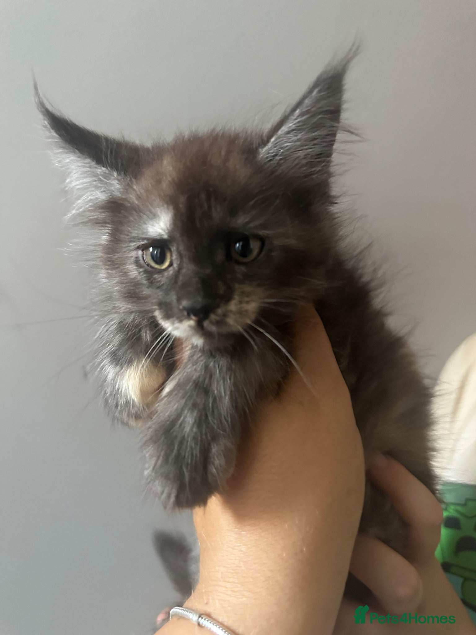 Maine Coon cats TICA Maine Coon Smoke/Silver kittens  - Advert 1