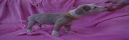 American Bulldog dogs for sale: Outstanding Merle American Bulldogs - Advert 11