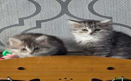 British Shorthair cats for sale: British short hair x - Image 3
