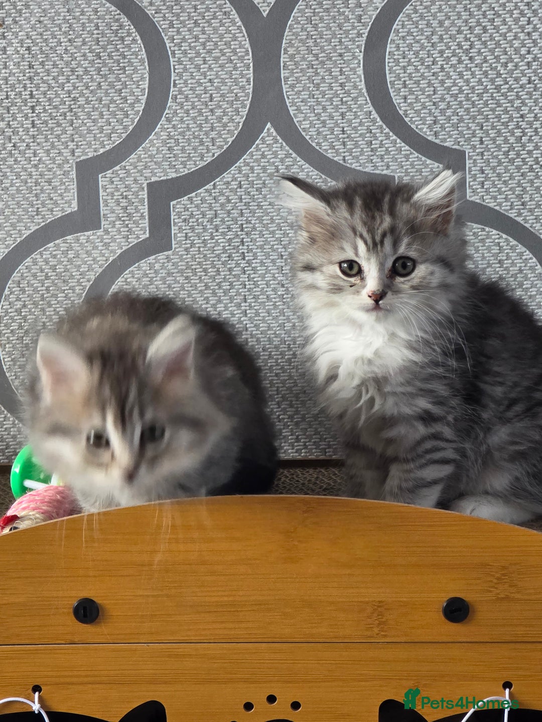 British Shorthair cats for sale: British short hair x - Image 3