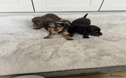 Dachshund dogs for sale: STANDARD LONGHAIR DACHSHUNDS - Image 3