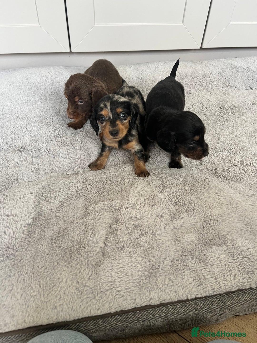 Dachshund dogs for sale: STANDARD LONGHAIR DACHSHUNDS - Image 3
