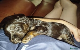 Cockapoo dogs for sale: Stunning cockapoo puppies  - Image 22