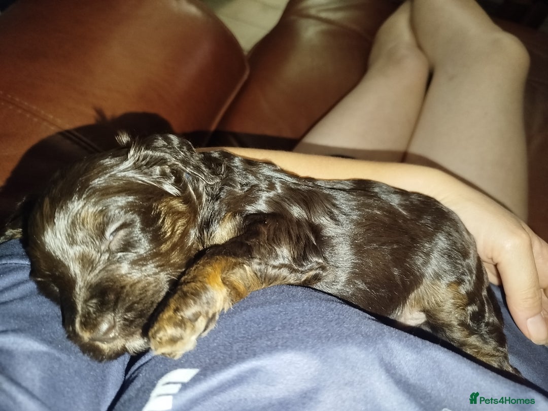 Cockapoo dogs for sale: Stunning cockapoo puppies  - Image 22