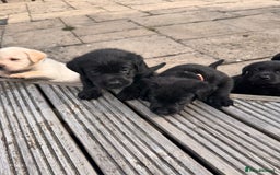 Labrador Retriever dogs for sale: Gorgeous Labrador Puppies - only 5 remaining!! - Image 7