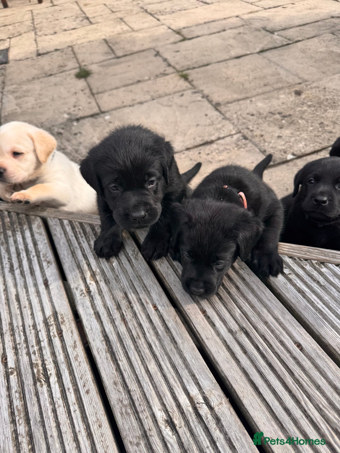 Labrador Retriever dogs for sale: Gorgeous Labrador Puppies - only 5 remaining!! - Image 7