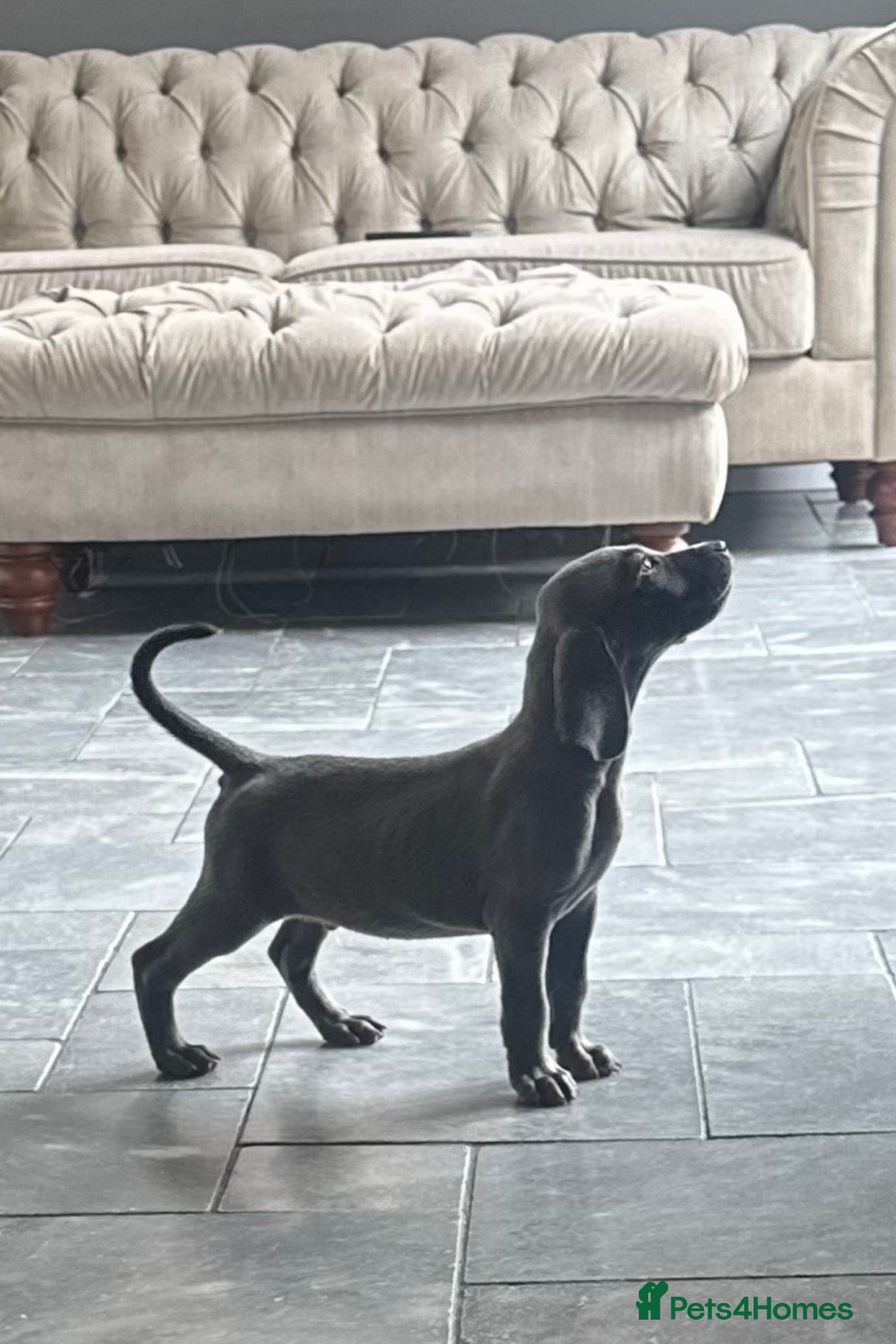Weimaraner dogs Only 1 blue girl available  - Advert 11