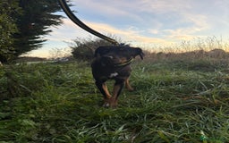 Mixed Breed dogs for adoption: Helen - Norwich Norfolk  - Advert 4