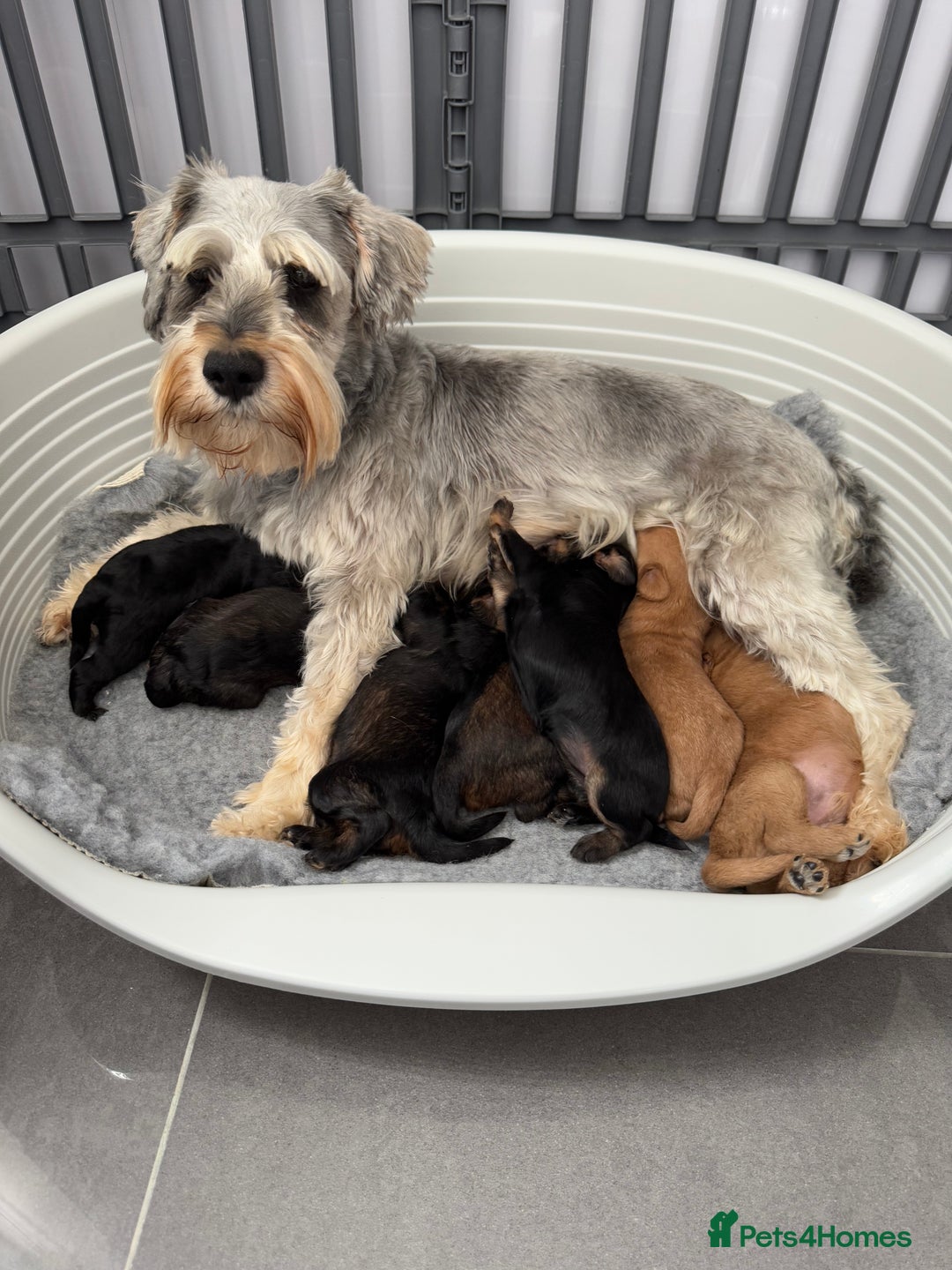 Schnoodle dogs for sale: F1 Puppy schnoodles - Image 14