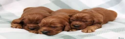 Irish Setter dogs for sale: Confident loving Irish Setter puppies  - Advert 9