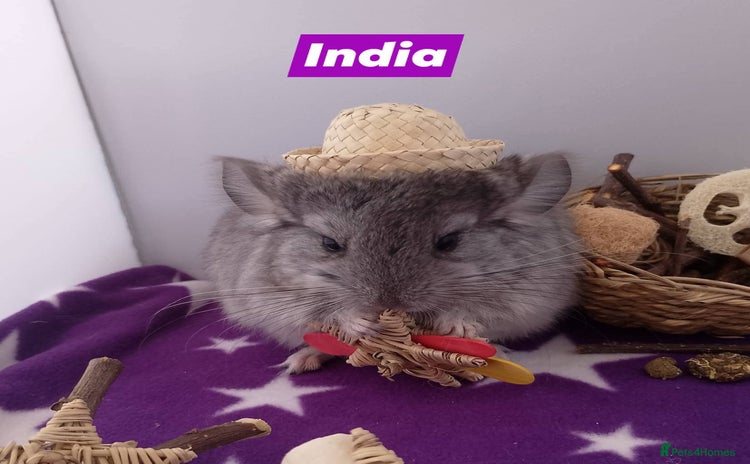 Chinchilla rodents - Advert 2