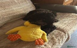 Cockapoo dogs for sale: Alfie - Image 4