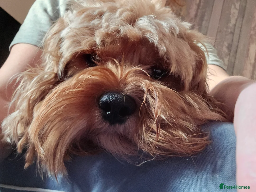 Mixed Breed dogs for sale: 4 beautiful pups for sale - Advert 4