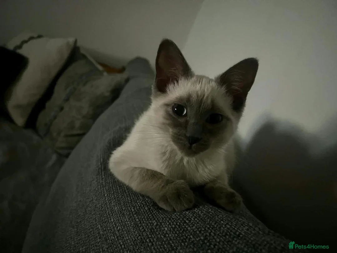 Ragdoll cats for sale: Beautiful ragdoll girl in Wolverhampton - Advert 4