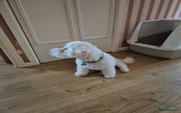 Poochon dogs for sale: Poochon Rehoming - Image 4