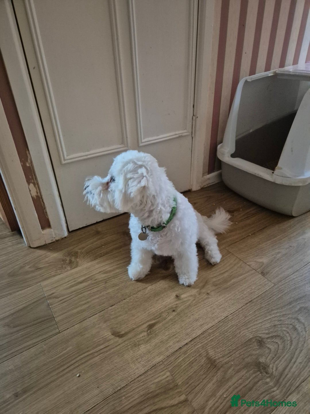 Poochon dogs for sale: Poochon Rehoming - Image 4