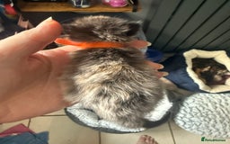 British Shorthair cats for sale: 1 left girl kittens ready oct super cute  - Image 10