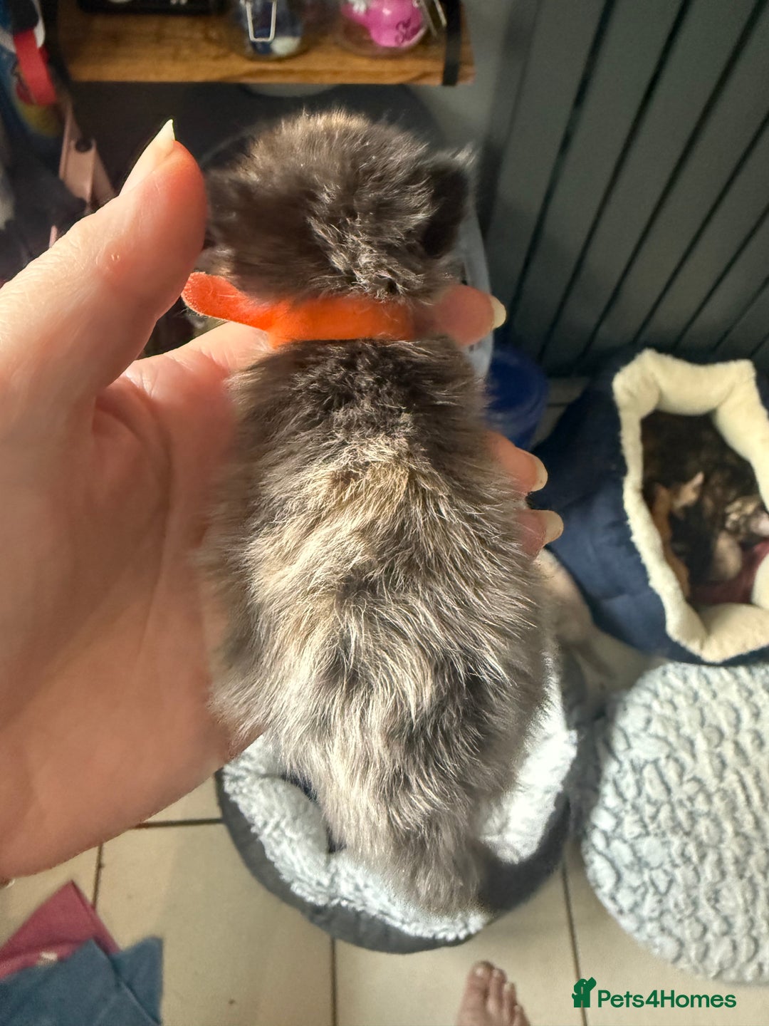 British Shorthair cats for sale: 1 left girl kittens ready oct super cute  - Image 10