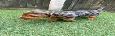 Dachshund 1
