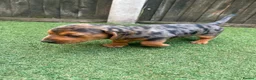 Dachshund dogs for sale: Dchshund miniature - Advert 11