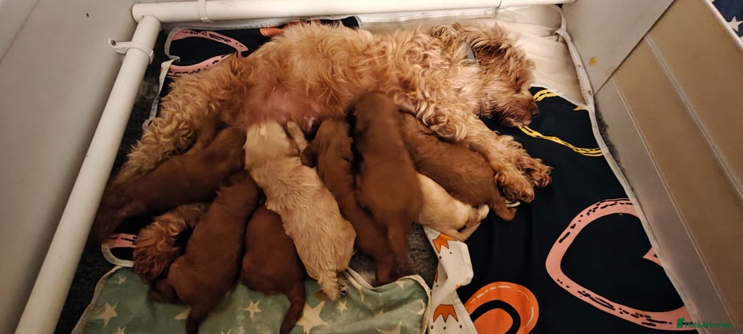 Cockapoo dogs for sale: Cockapoo Puppies!DNA tested parents! - Advert 1