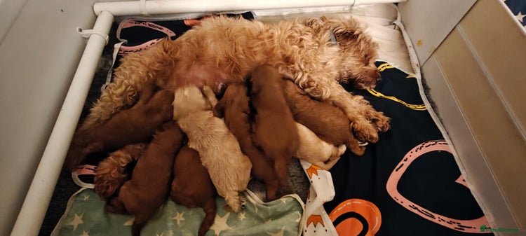 Cockapoo dogs Cockapoo Puppies!DNA tested parents! - Advert 5