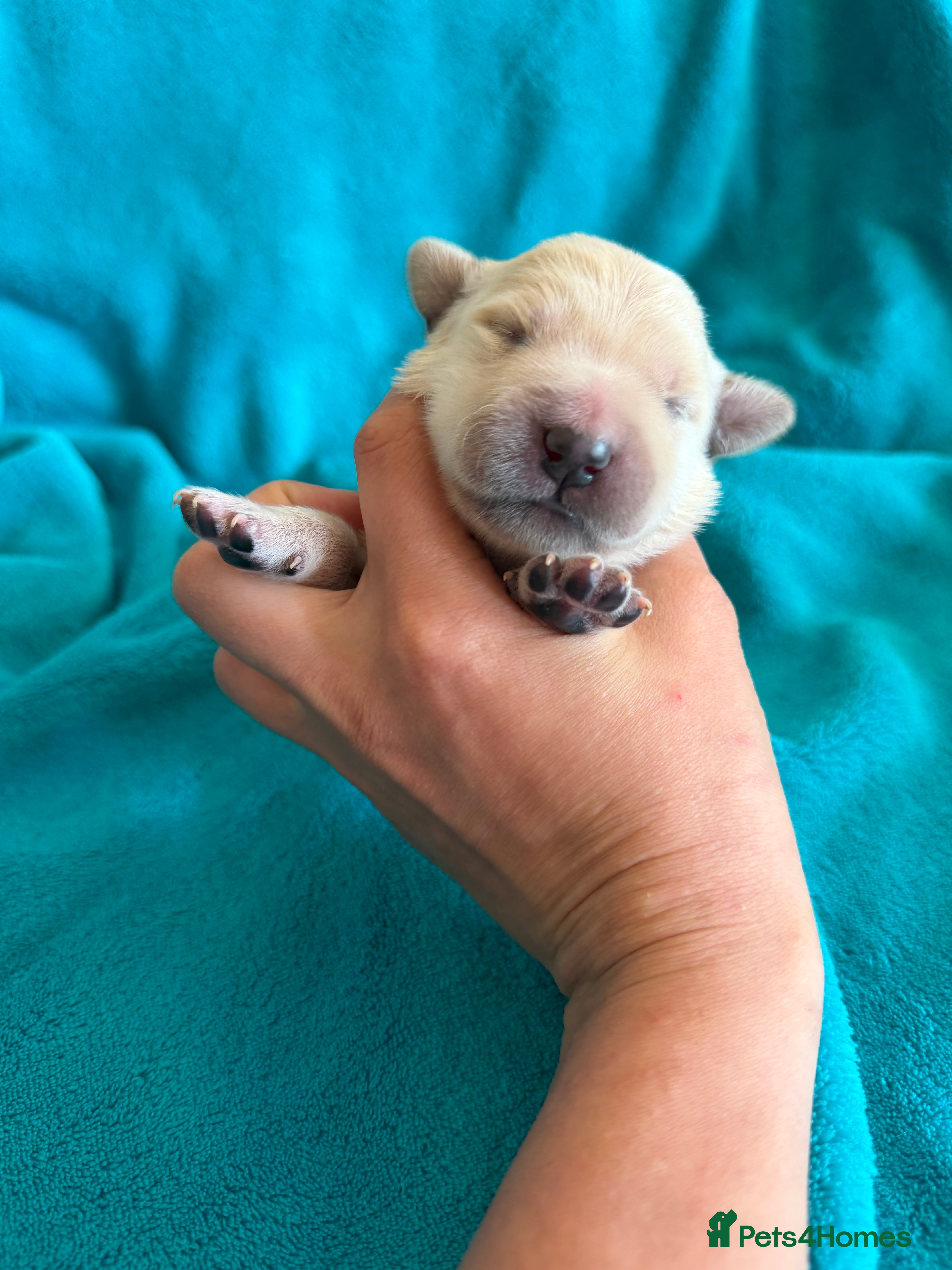 Mixed Breed dogs Golden Retriever x Collie Pups, Reservations Open - Advert 2